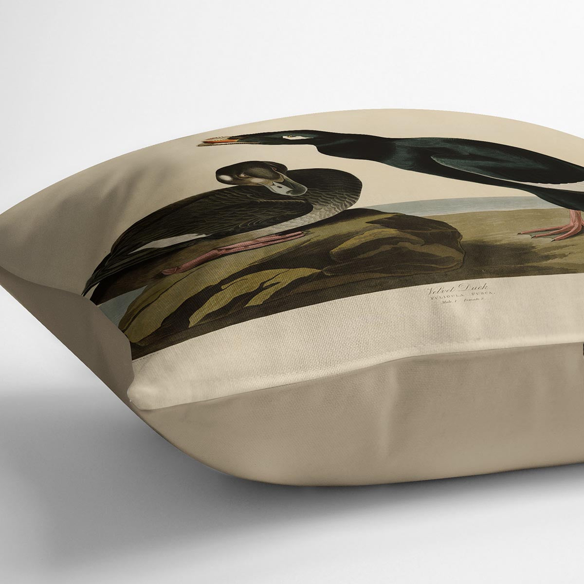 Velvet Duck by Audubon Cushion
