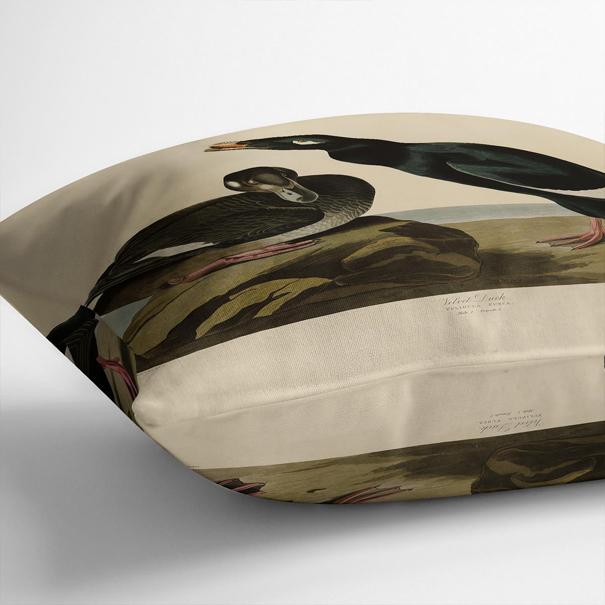 Velvet Duck by Audubon Cushion