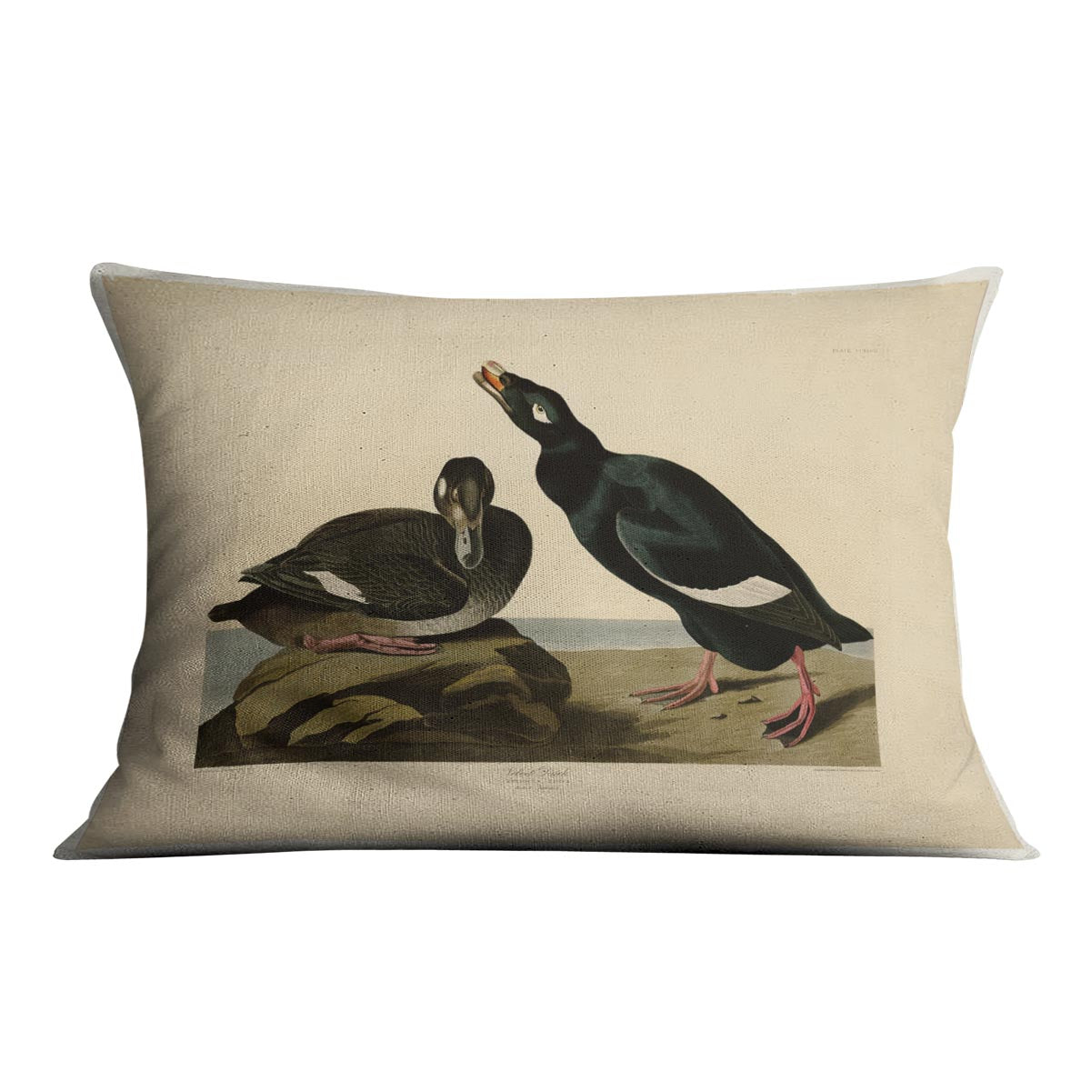 Velvet Duck by Audubon Cushion