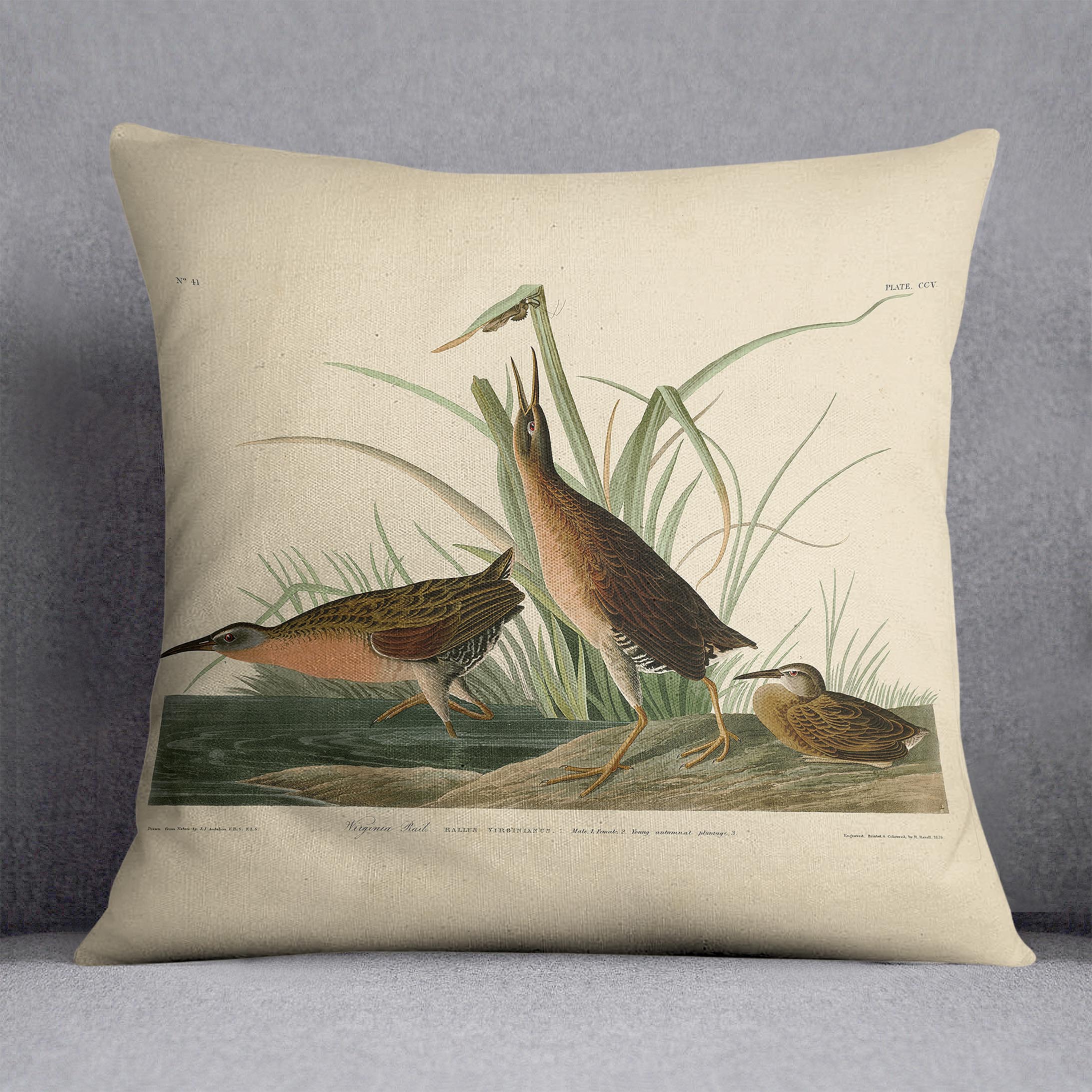 Virginia Rail by Audubon Cushion