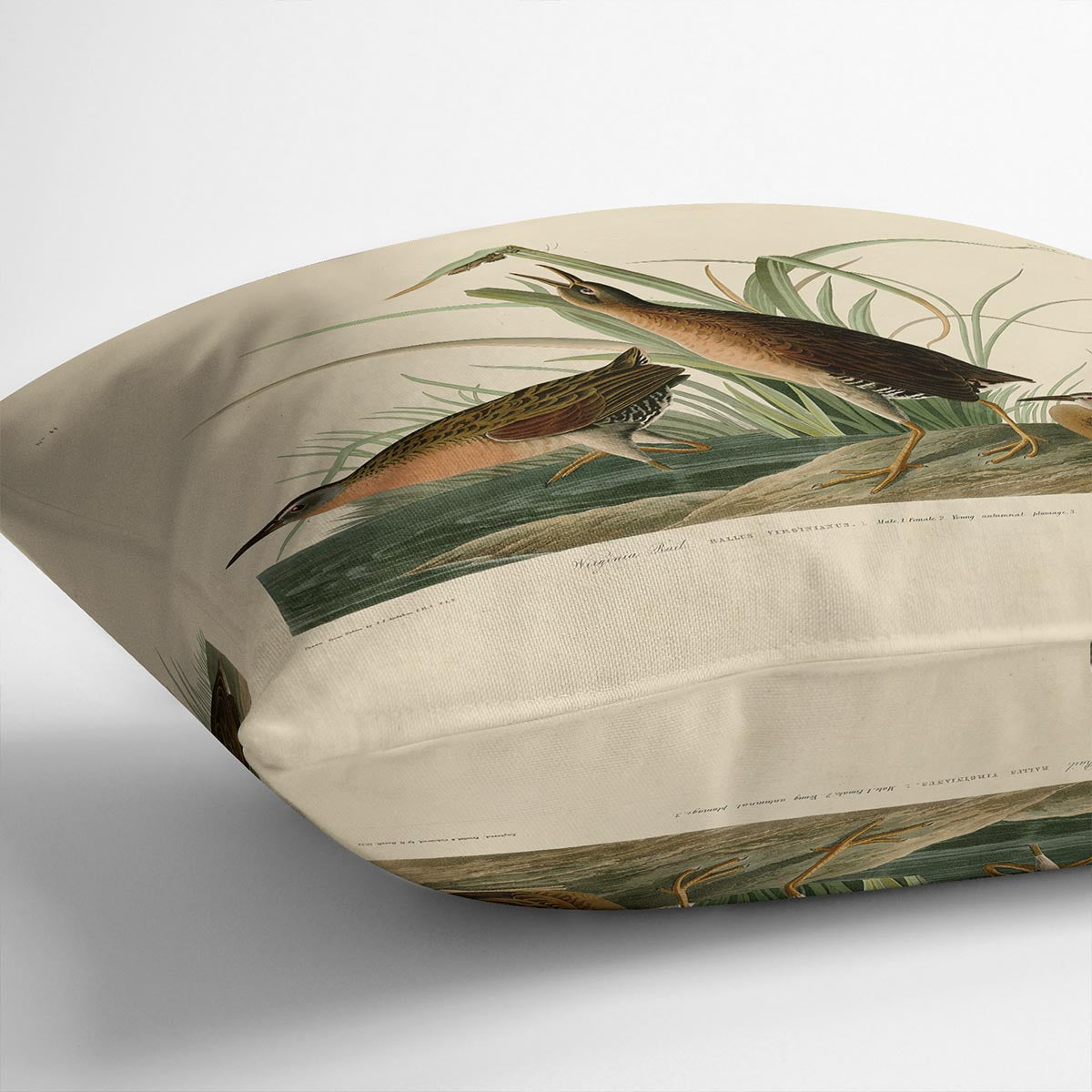 Virginia Rail by Audubon Cushion