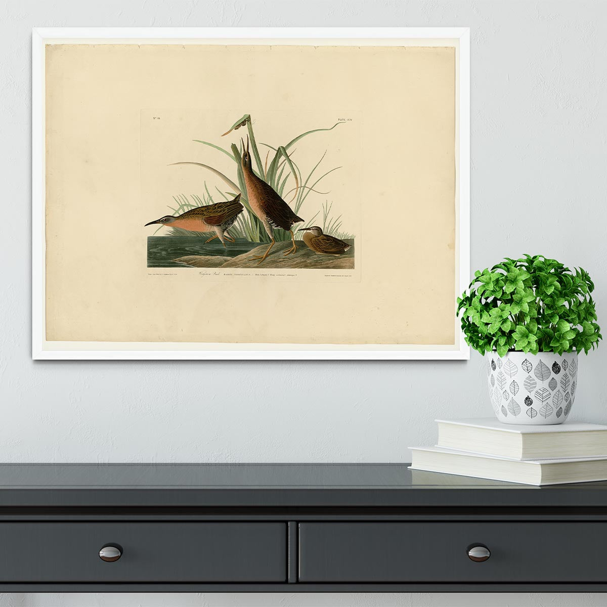 Virginia Rail by Audubon Framed Print - Canvas Art Rocks -6