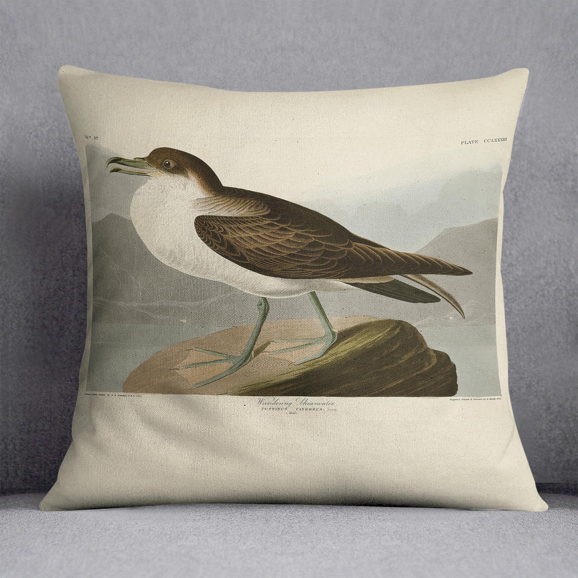 Wandering Shearwater by Audubon Cushion