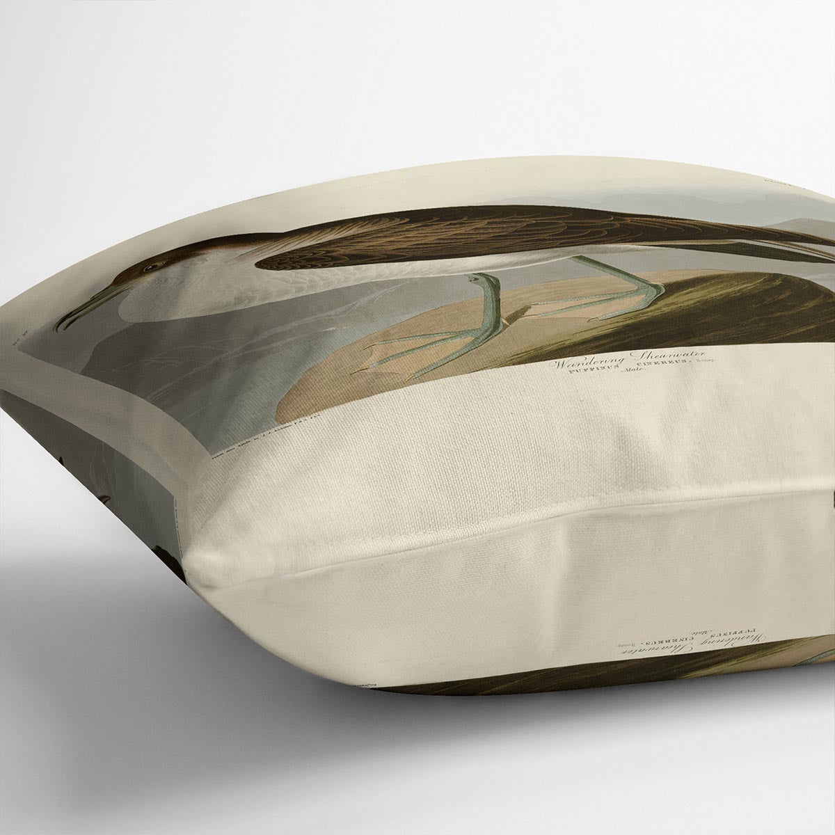 Wandering Shearwater by Audubon Cushion