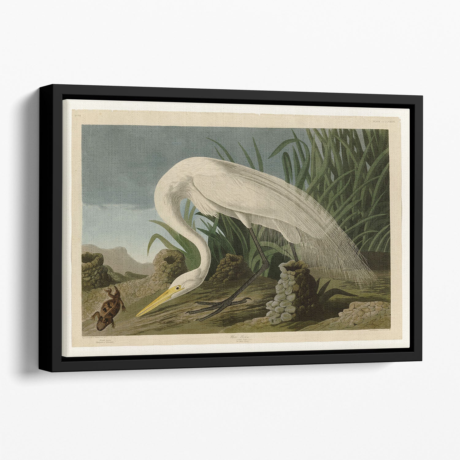 White Heron by Audubon Floating Framed Canvas