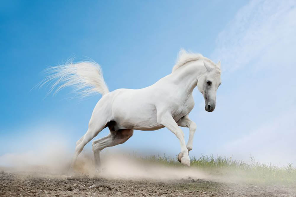 White arabian horse Wall Mural Wallpaper - Canvas Art Rocks - 1