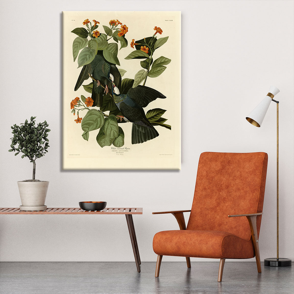 White crowned Pigeon by Audubon Canvas Print or Poster - Canvas Art Rocks - 6