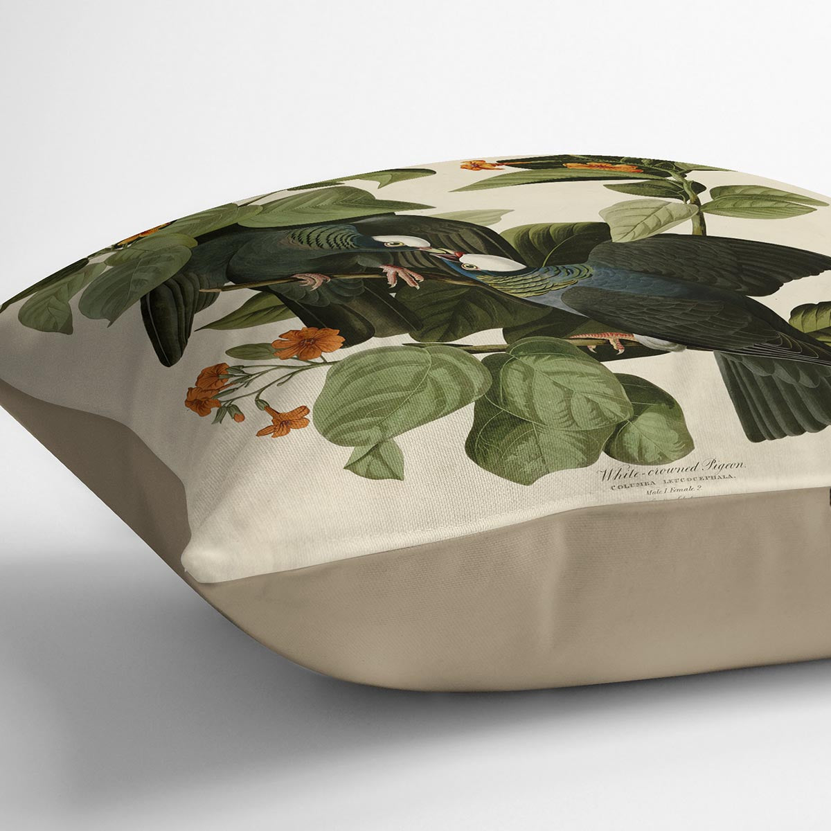 White crowned Pigeon by Audubon Cushion