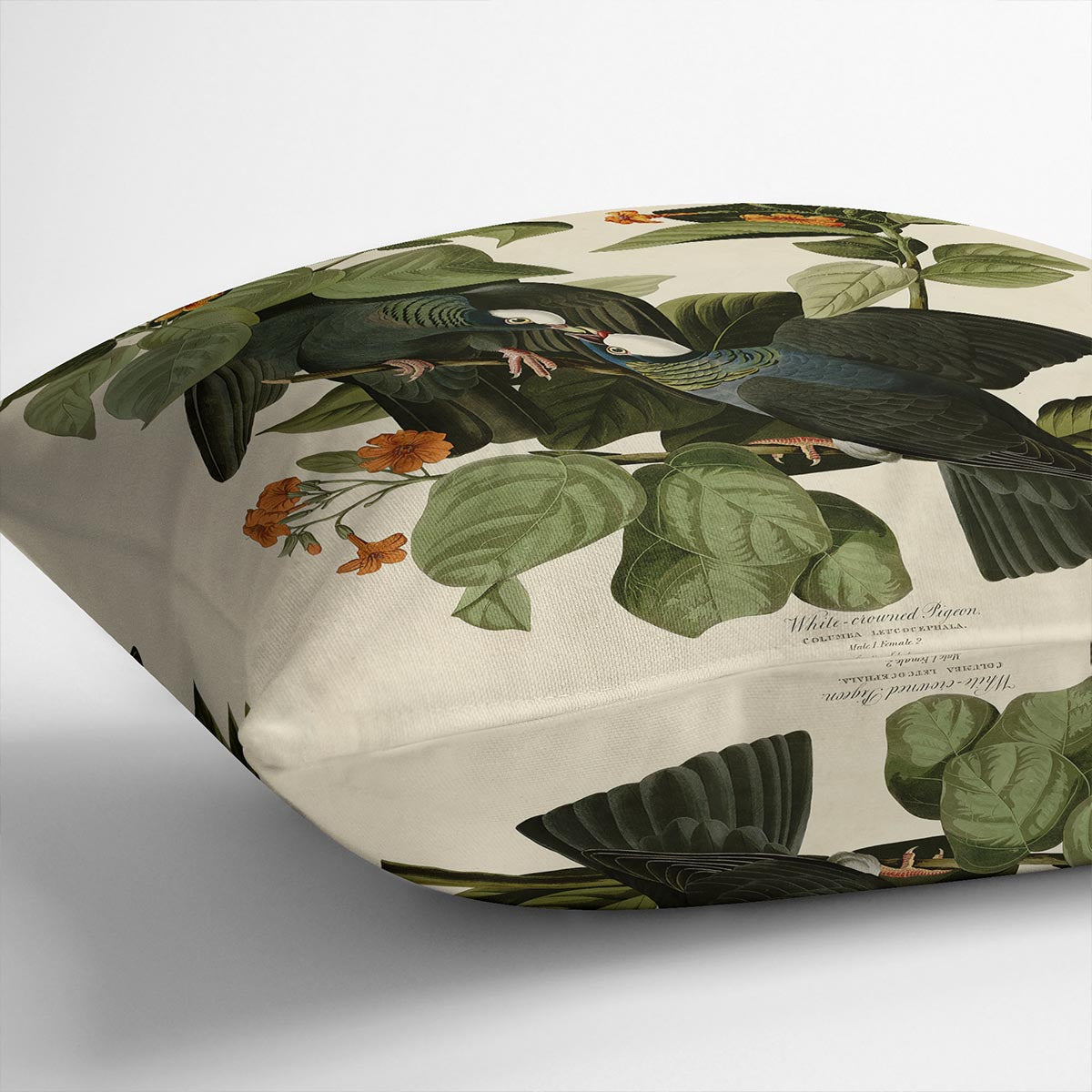 White crowned Pigeon by Audubon Cushion