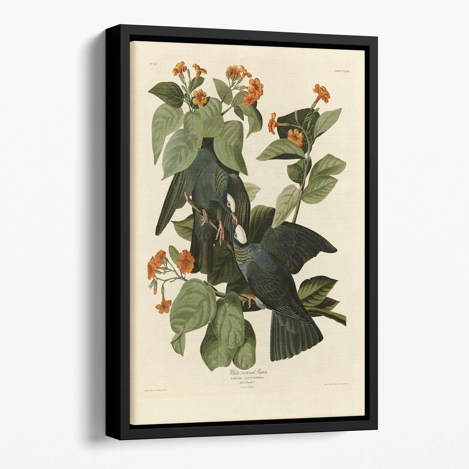 White crowned Pigeon by Audubon Floating Framed Canvas