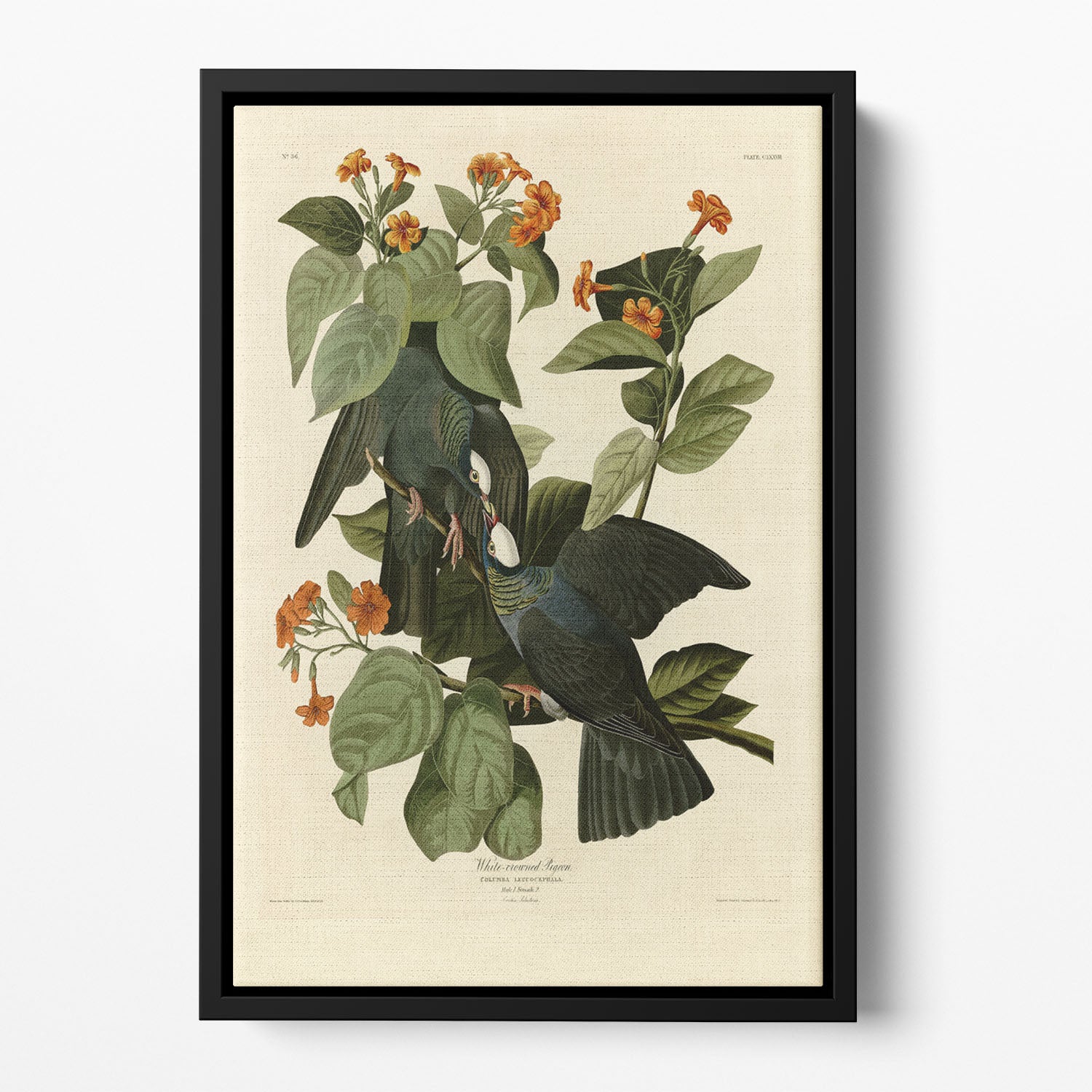 White crowned Pigeon by Audubon Floating Framed Canvas
