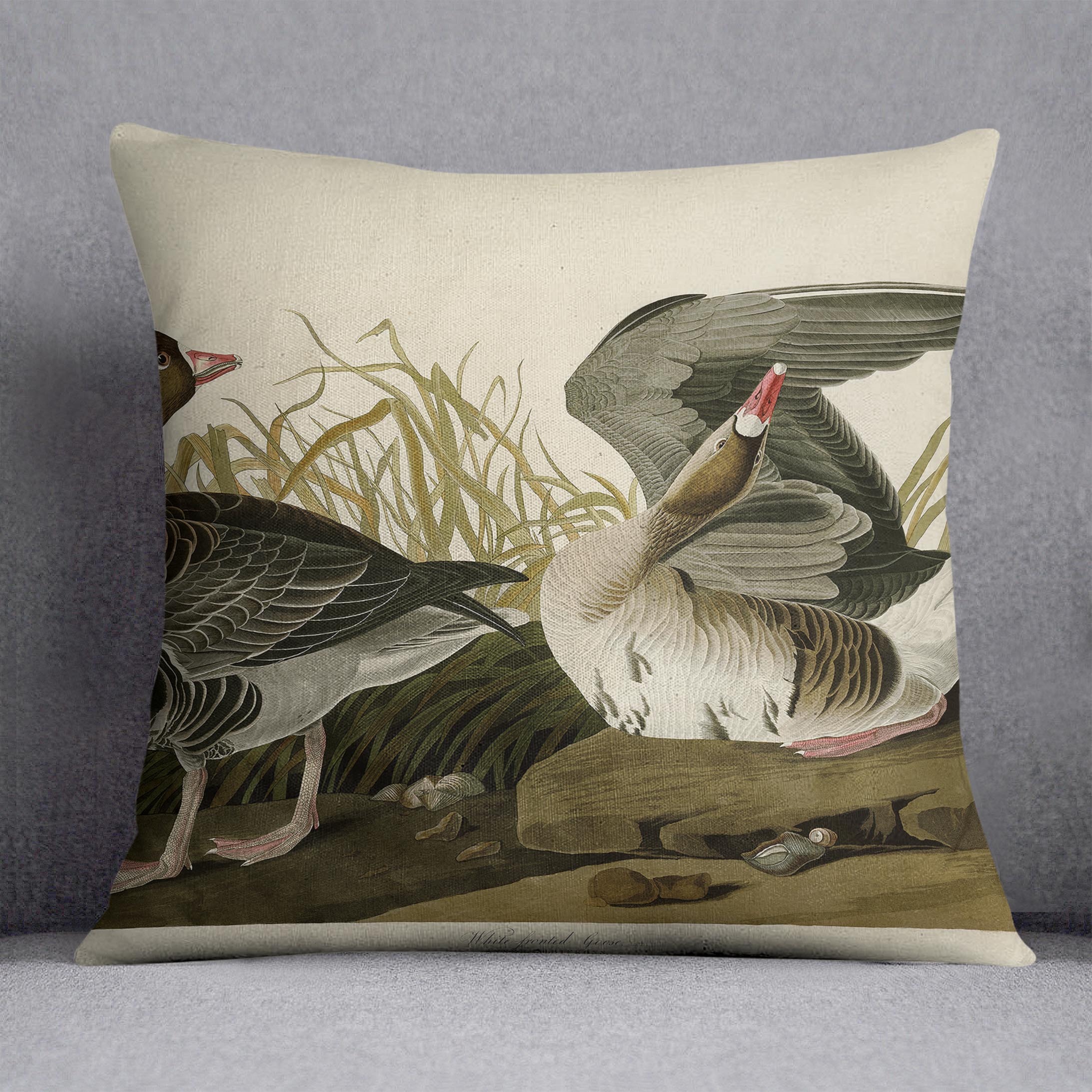 White fronted Goose by Audubon Cushion
