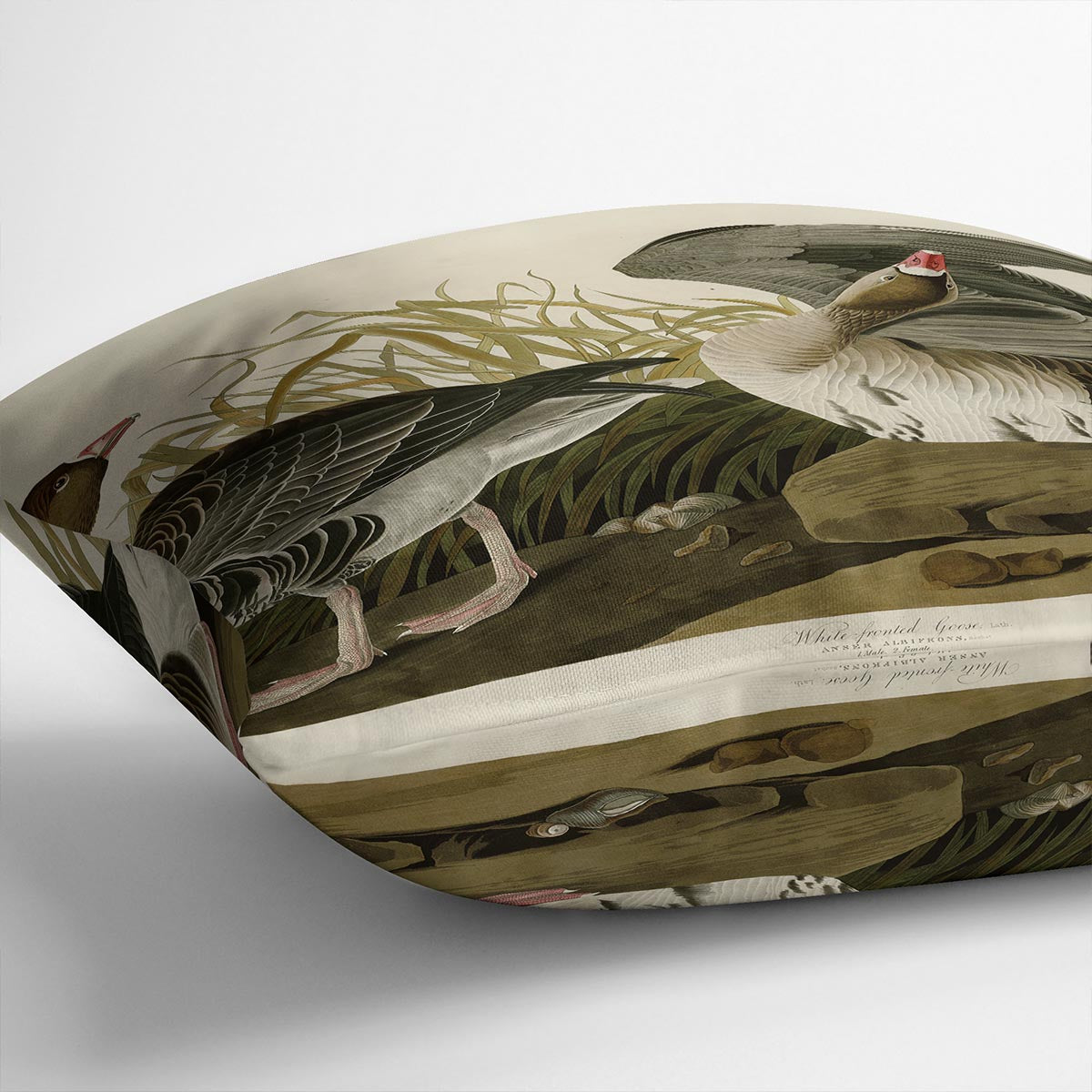 White fronted Goose by Audubon Cushion