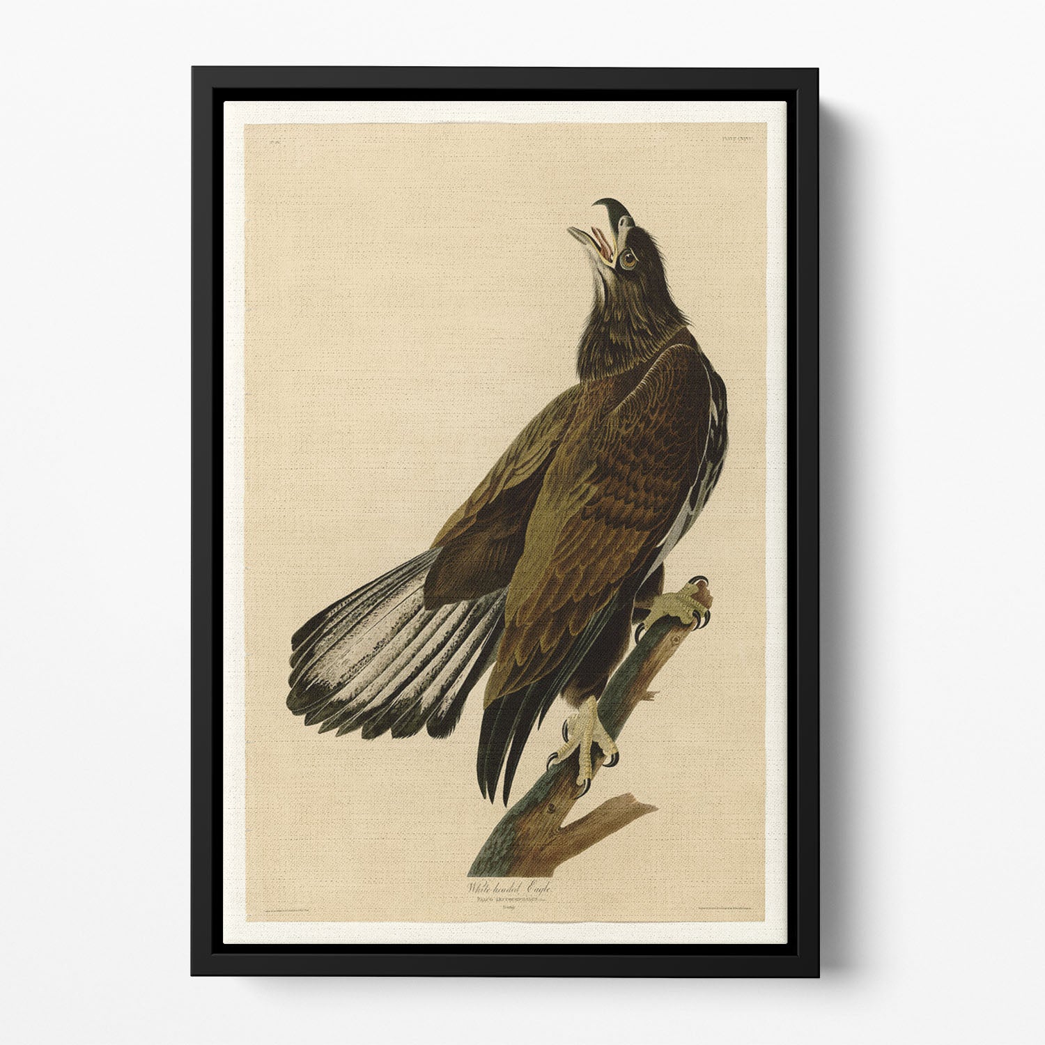 White headed Eagle 2 by Audubon Floating Framed Canvas