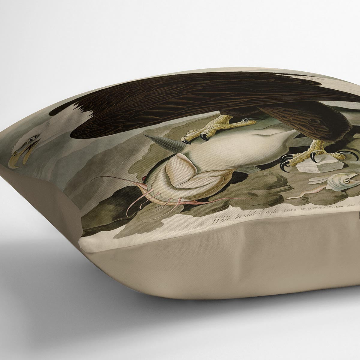 White headed Eagle by Audubon Cushion