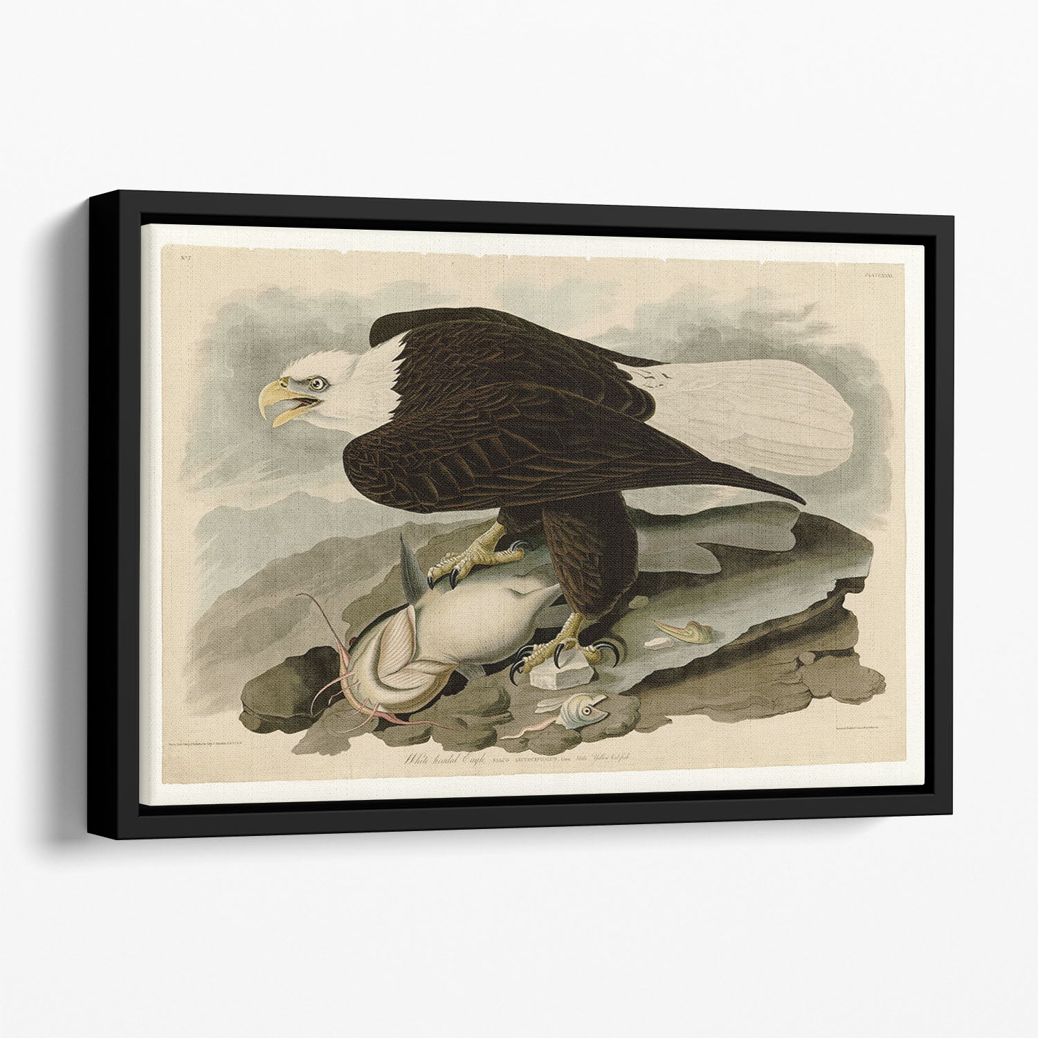White headed Eagle by Audubon Floating Framed Canvas