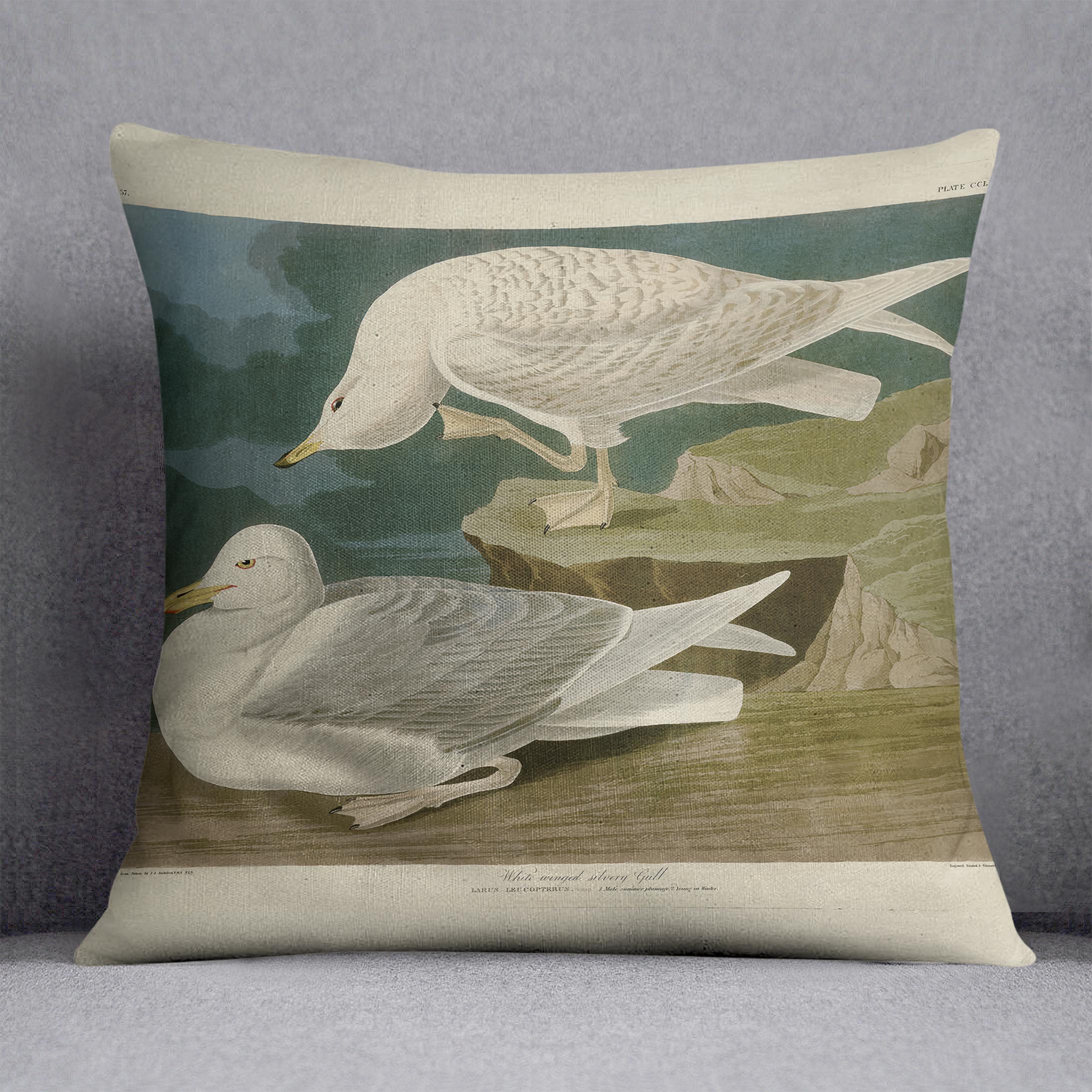White winged silvery Gull by Audubon Cushion