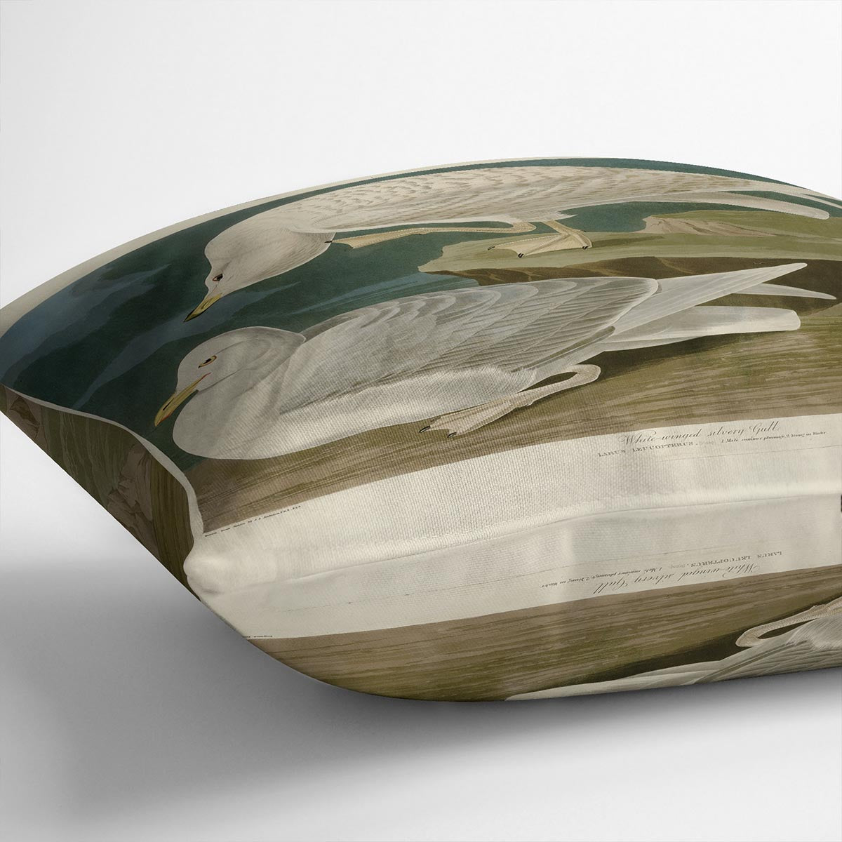 White winged silvery Gull by Audubon Cushion