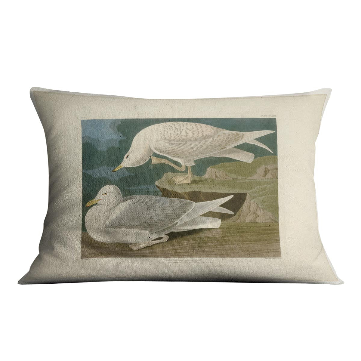 White winged silvery Gull by Audubon Cushion