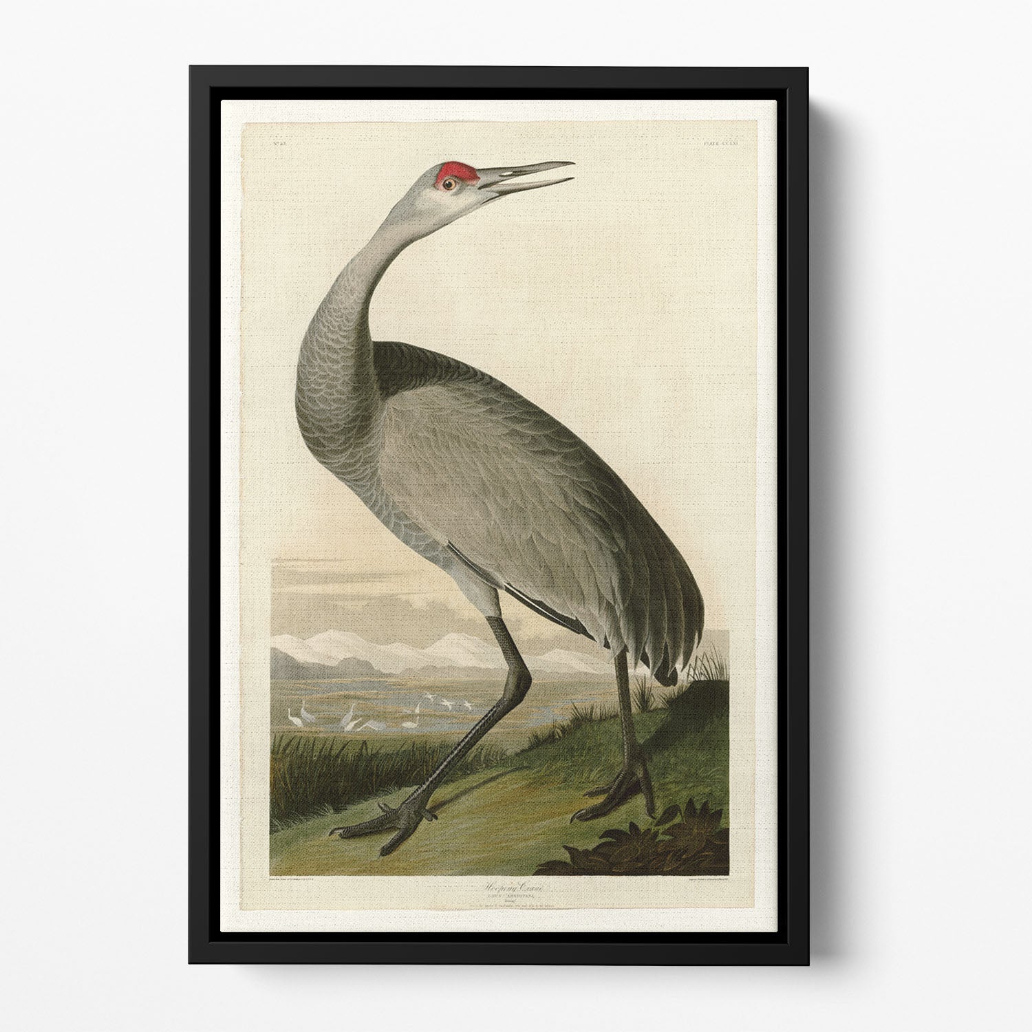Whooping Crane by Audubon Floating Framed Canvas