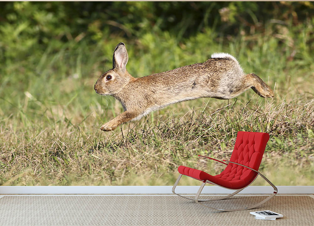 Wild cute rabbit is jumping on meadow Wall Mural Wallpaper - Canvas Art Rocks - 2