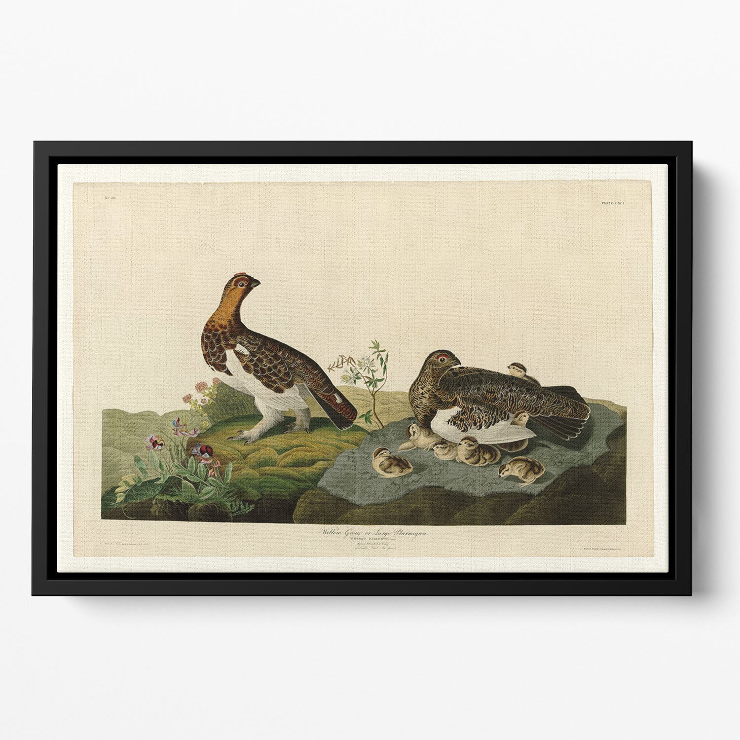Willow Grouse by Audubon Floating Framed Canvas