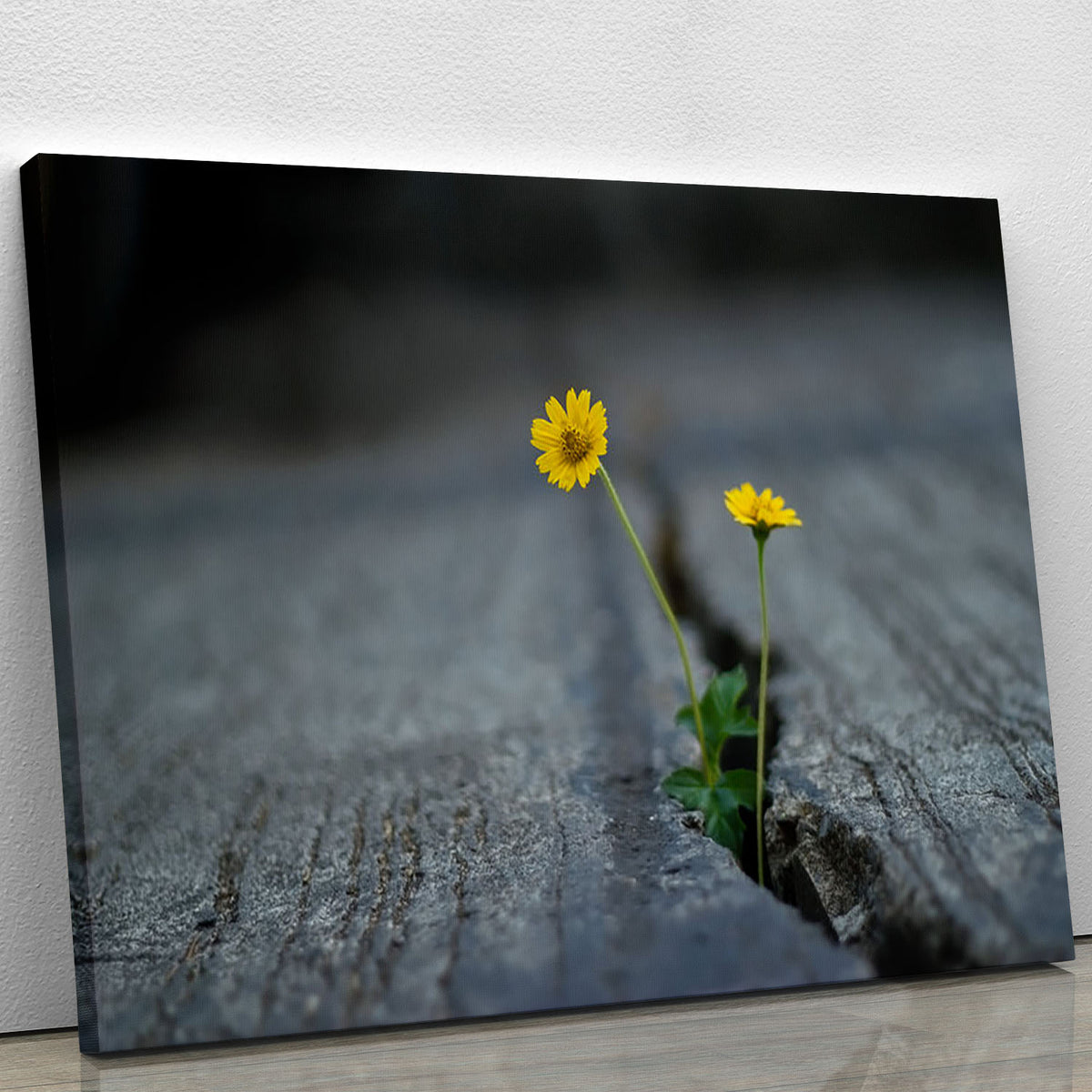 Yellow flower growing in street Canvas Print or Poster Canvas Art Rocks