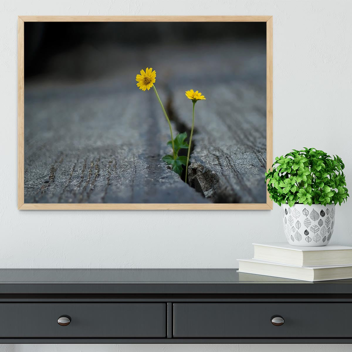 Yellow flower growing in street Framed Print - Canvas Art Rocks - 4