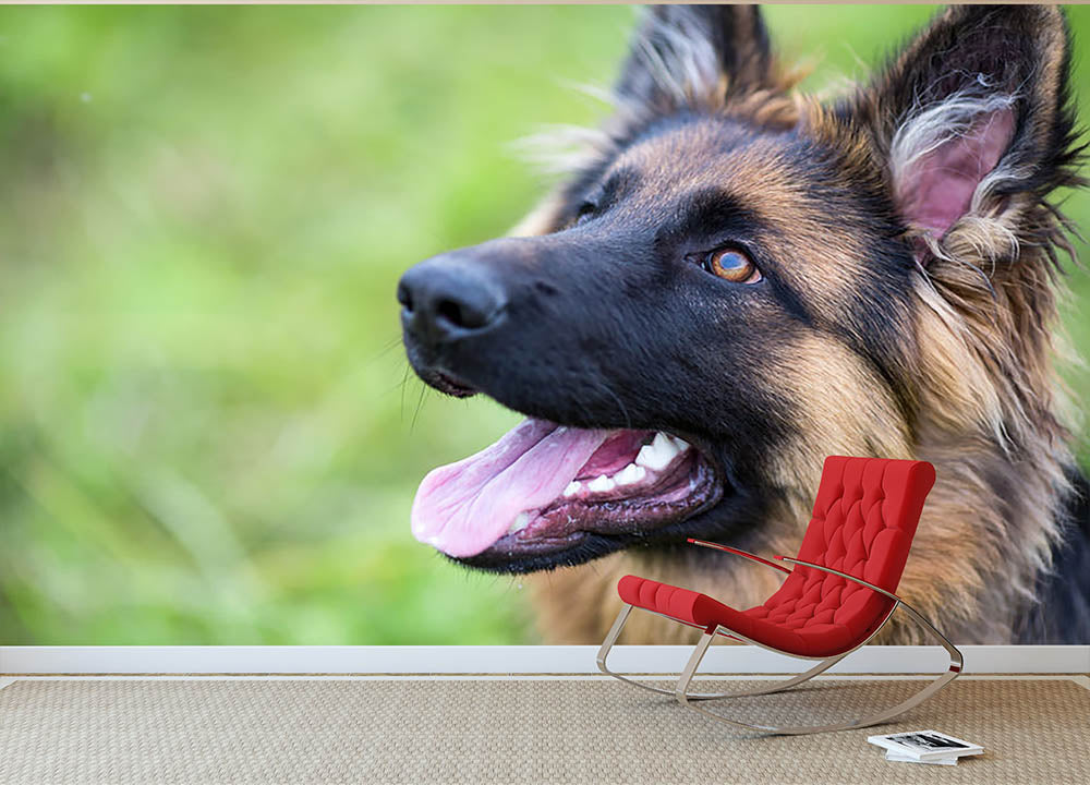 Young dog german shepherd on the grass in the park Wall Mural Wallpaper - Canvas Art Rocks - 2