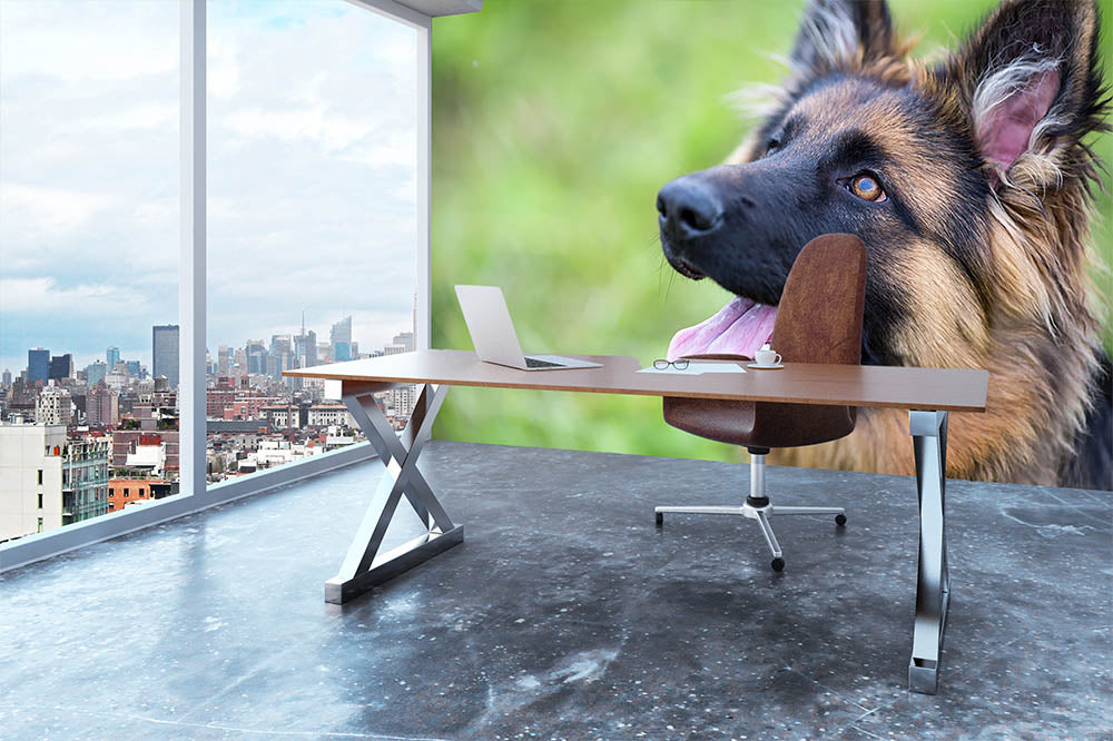 Young dog german shepherd on the grass in the park Wall Mural Wallpaper - Canvas Art Rocks - 3