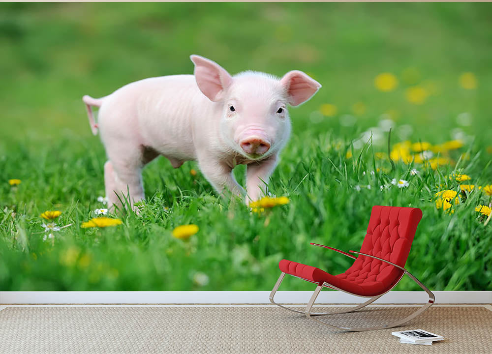 Young funny pig Wall Mural Wallpaper - Canvas Art Rocks - 2