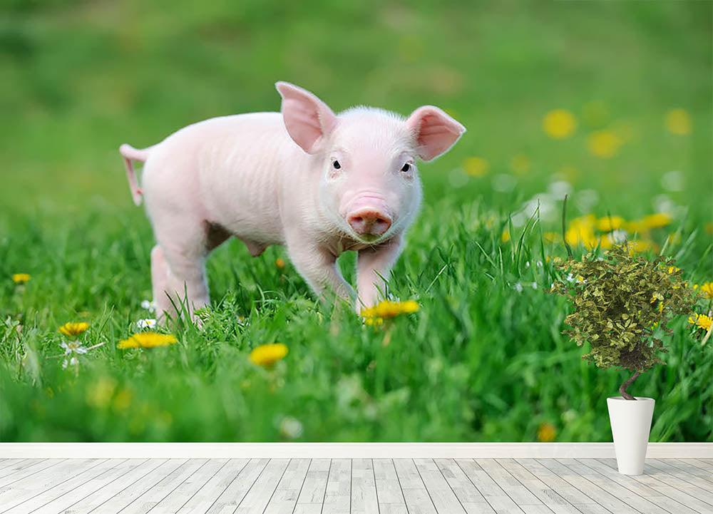 Young funny pig Wall Mural Wallpaper - Canvas Art Rocks - 4