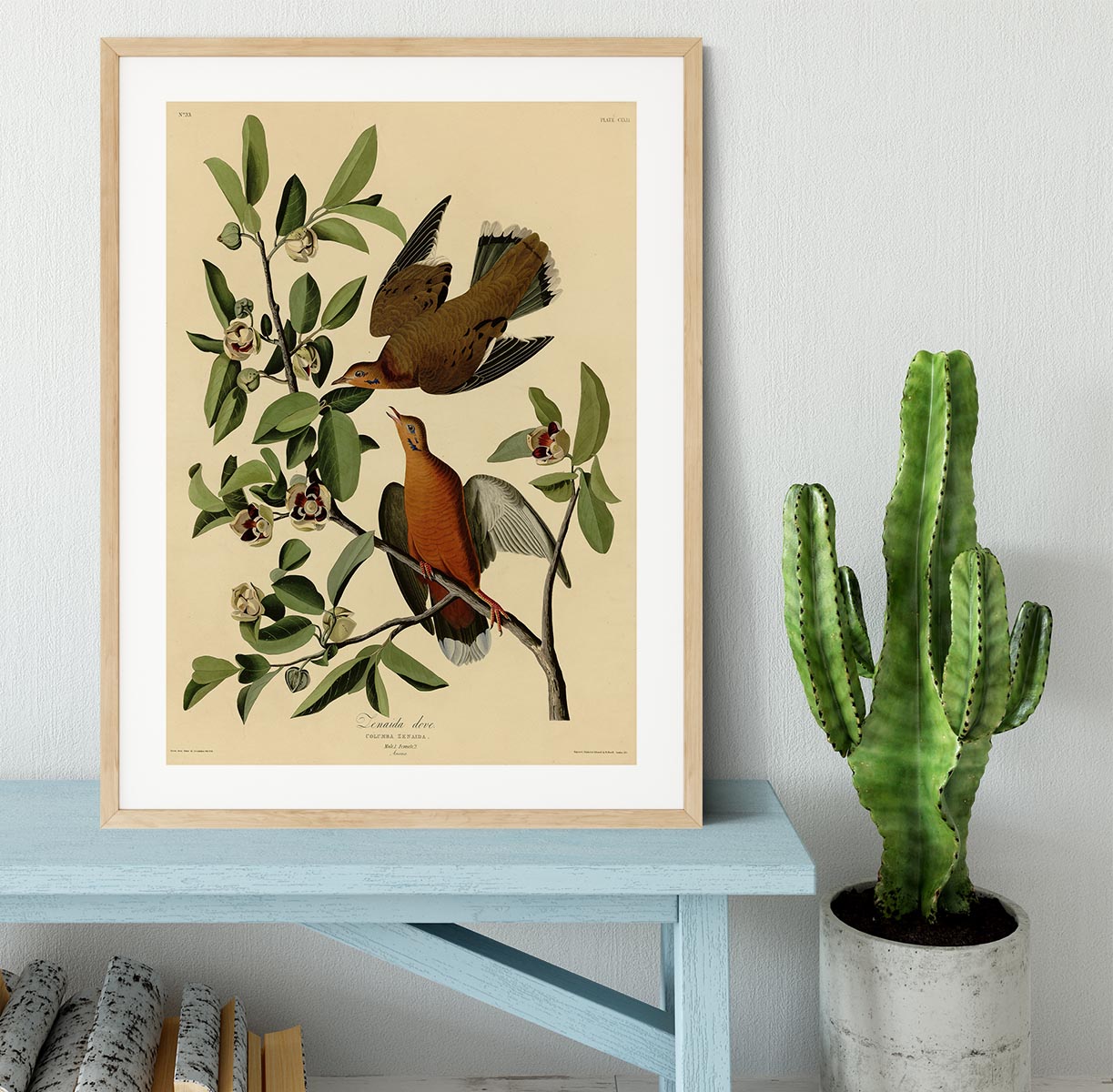 Zenaida Doves by Audubon Framed Print - Canvas Art Rocks - 3