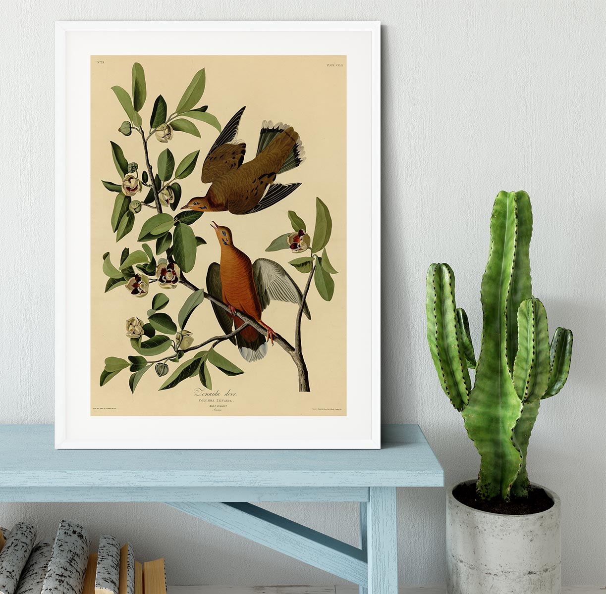 Zenaida Doves by Audubon Framed Print - Canvas Art Rocks - 5
