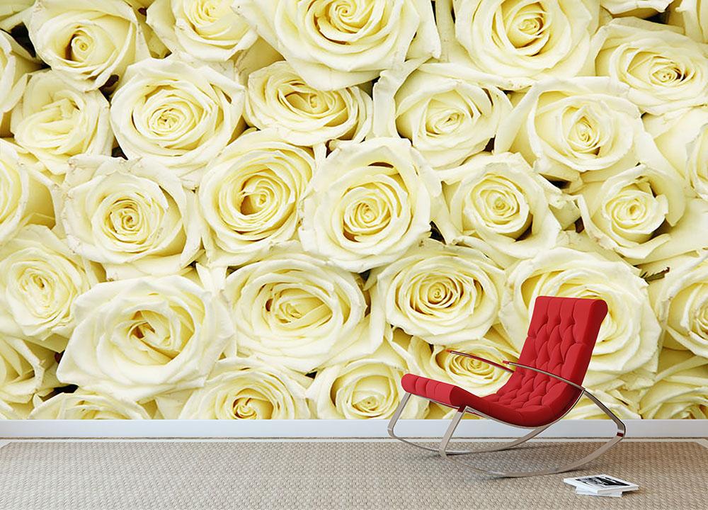 White rose flower wall mural wallpaper for a soft floral feature wall