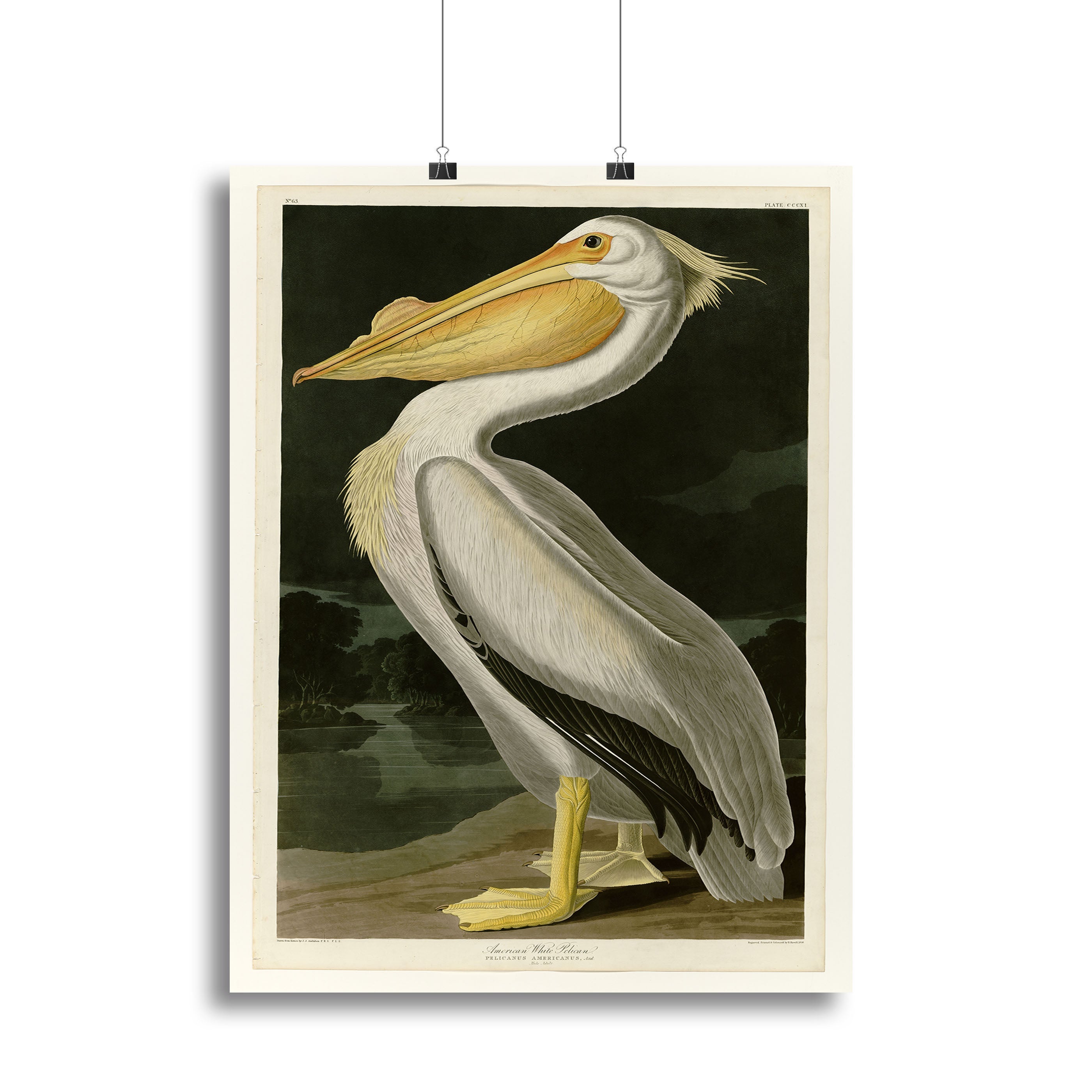 American White Pelican by Audubon Poster - Unframed