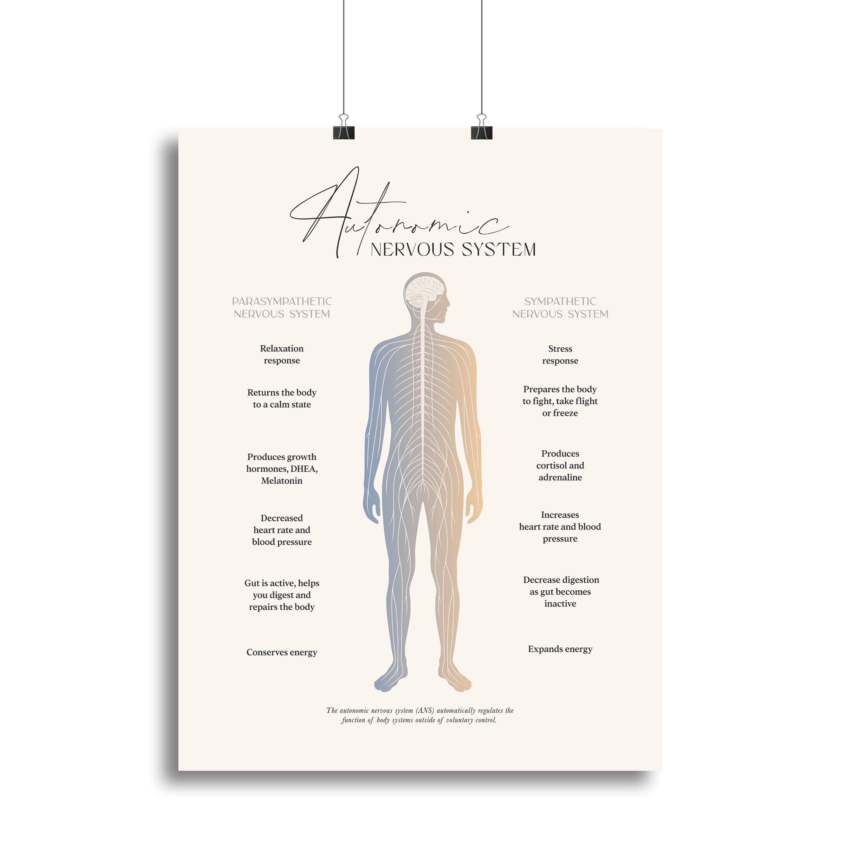 Autonomic Nervous System Canvas Print or Poster - Canvas Art Rocks - 2