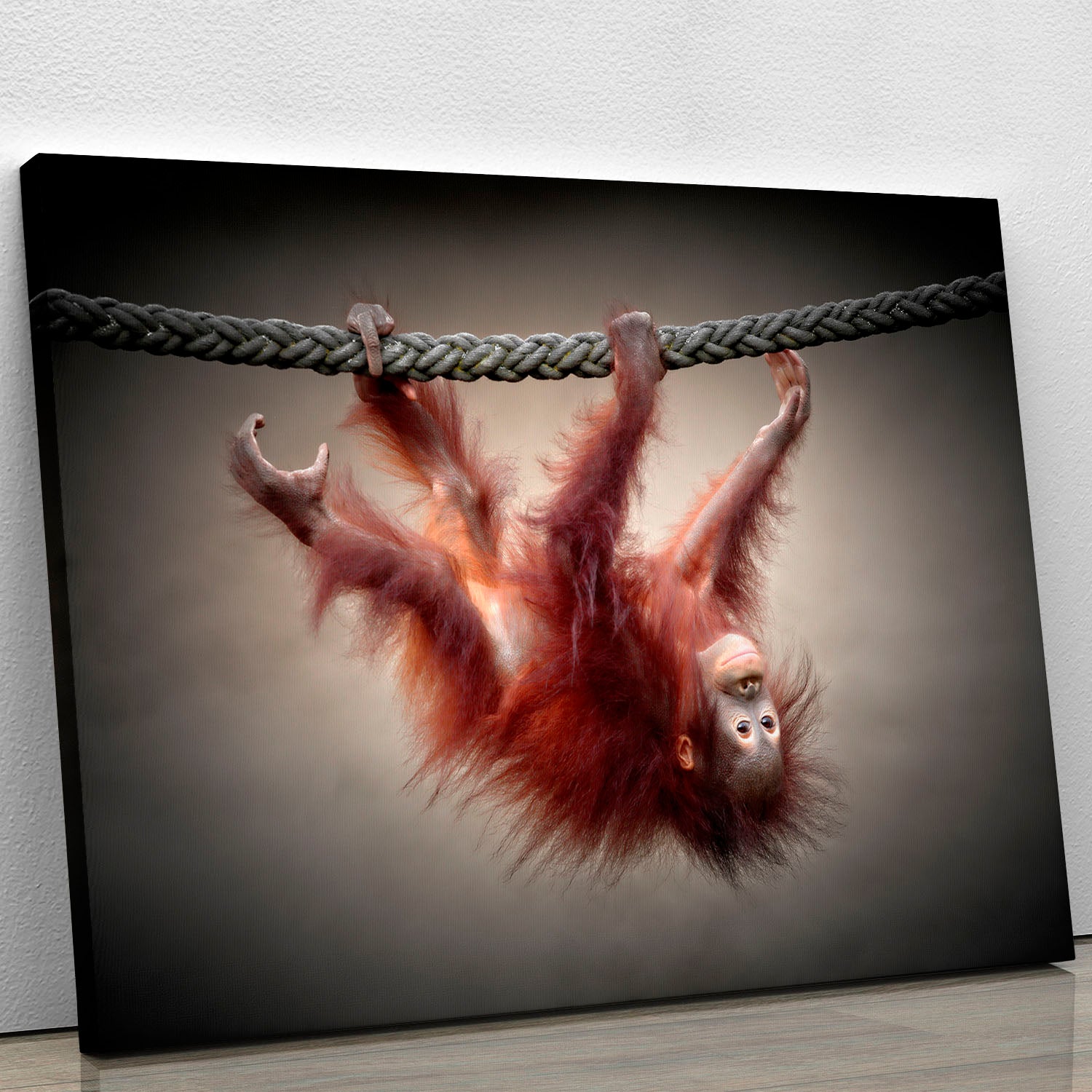 Baby Monkey Canvas Print or Poster - 1x - 1