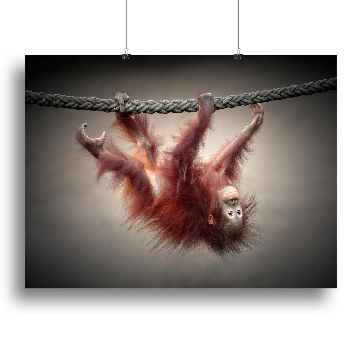 Baby Monkey Canvas Print or Poster - 1x - 2