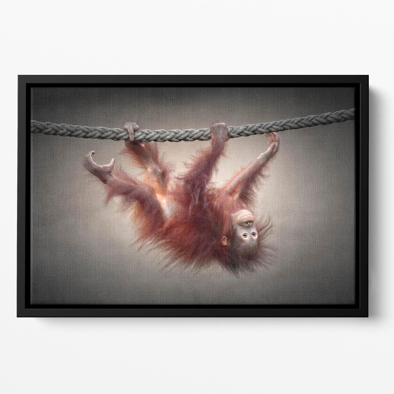 Baby Monkey Floating Framed Canvas - 1x - 2