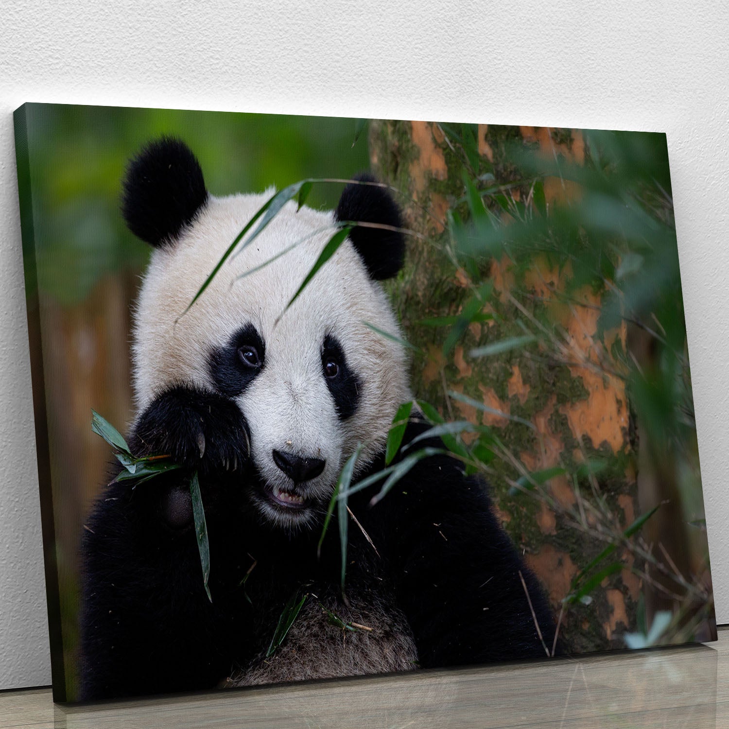 Bamboo Time Canvas Print or Poster - 1x - 1