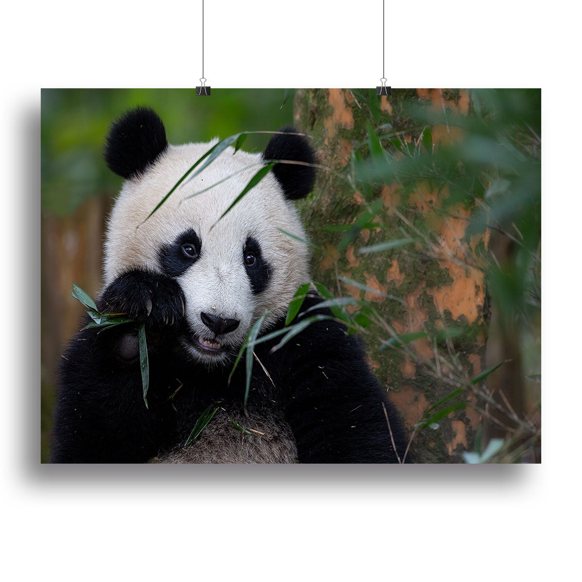 Bamboo Time Canvas Print or Poster - 1x - 2