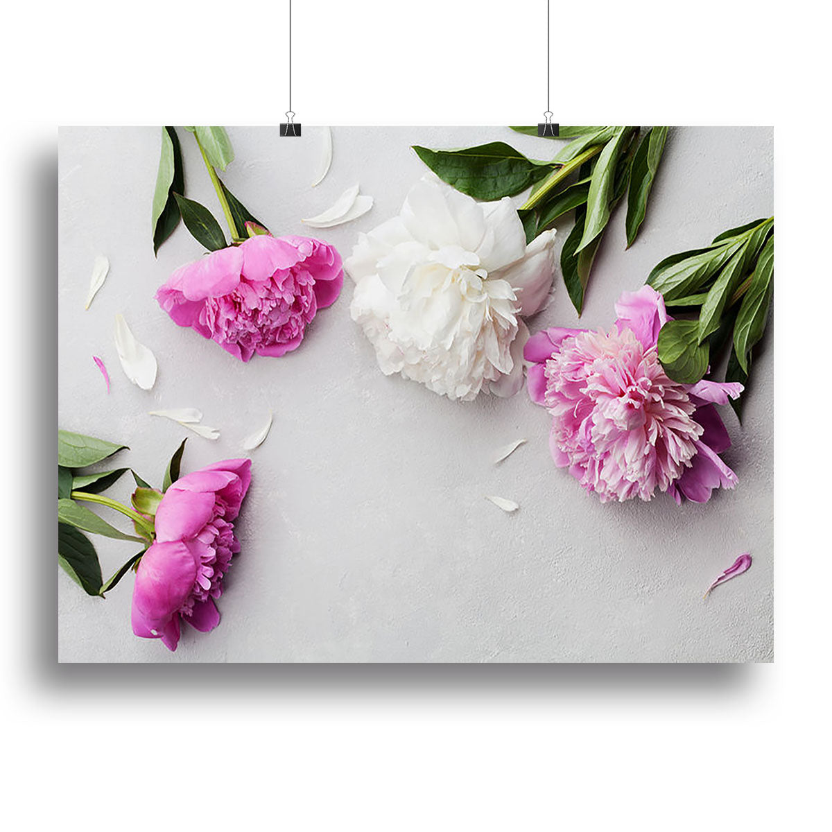 Beautiful pink and white peony flowers Poster - Unframed