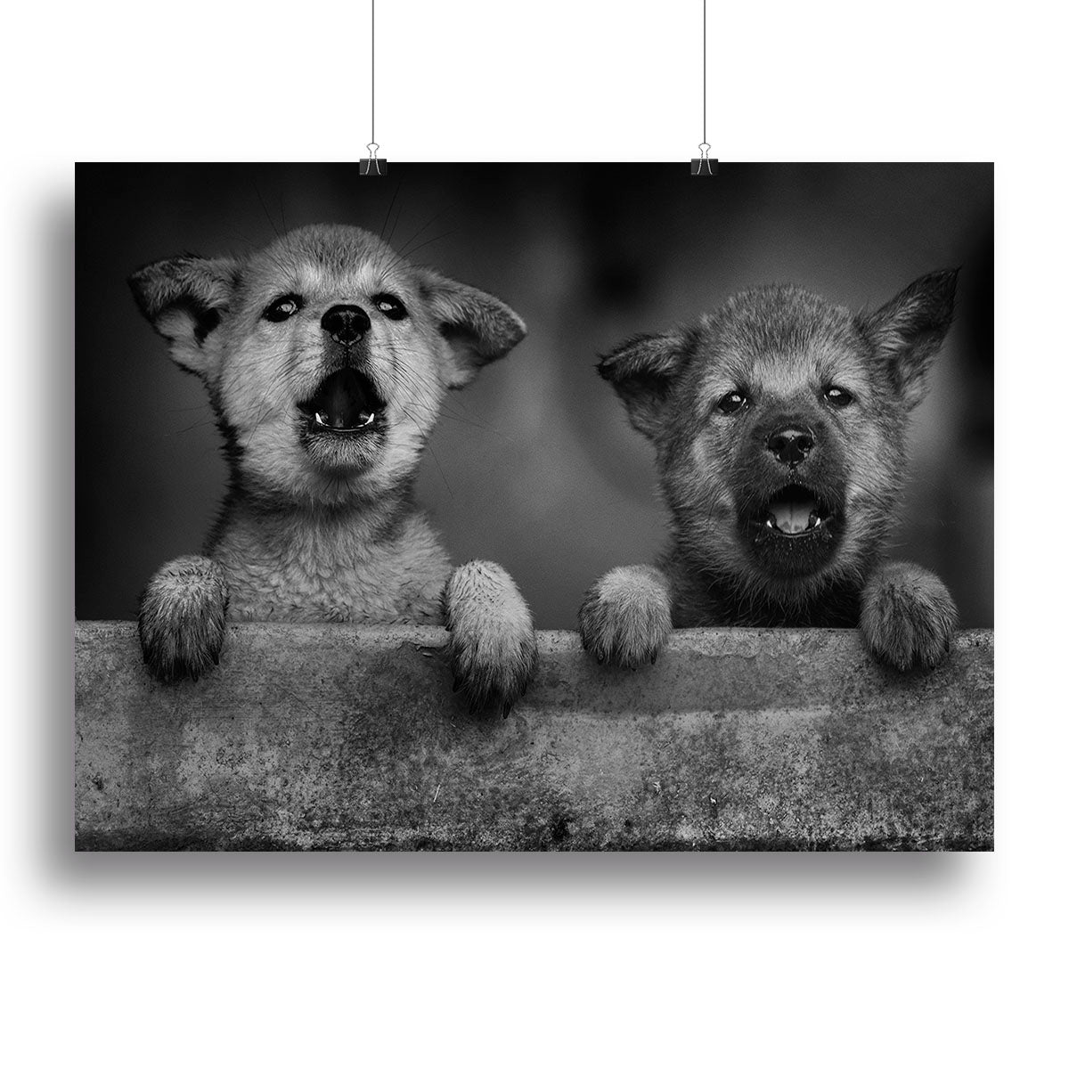Black and White Puppies Canvas Print or Poster - 1x - 2