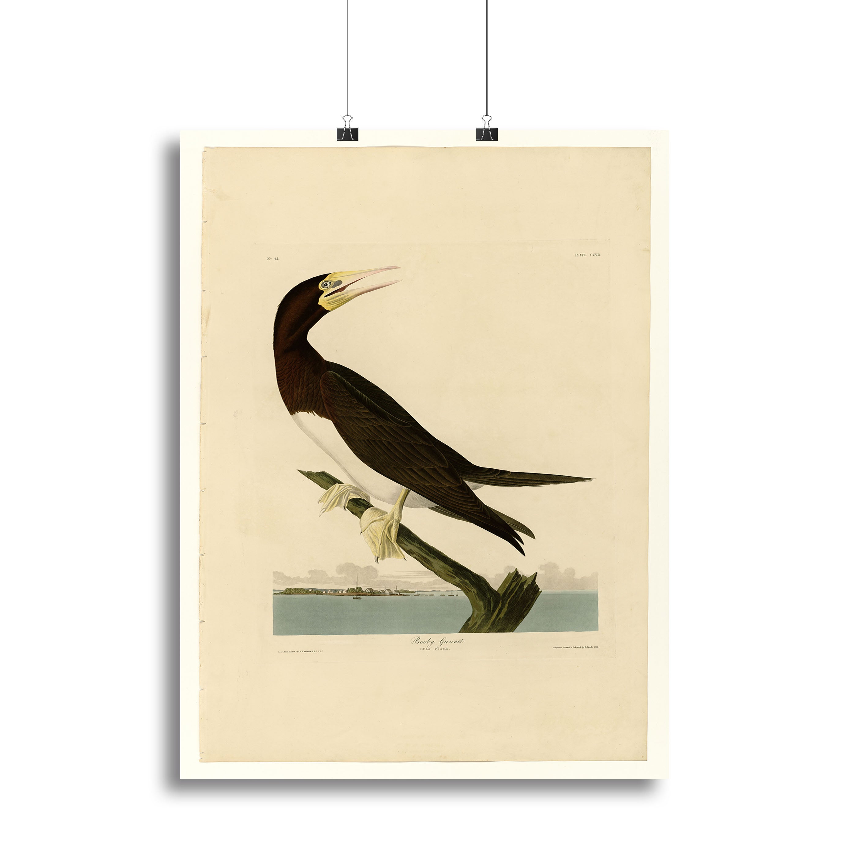 Booby Gannet by Audubon Poster - Unframed