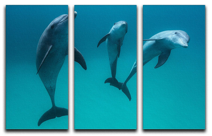 Bottlenose dolphins 3 Split Panel Canvas Print - 1x - 1