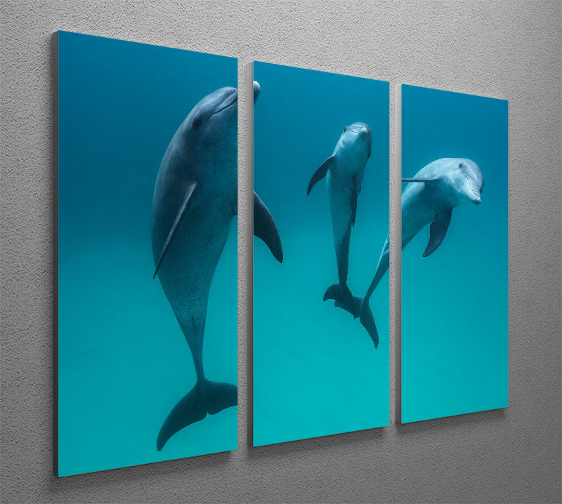 Bottlenose dolphins 3 Split Panel Canvas Print - 1x - 2