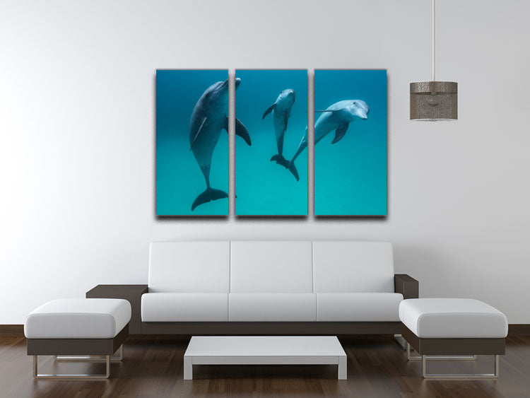 Bottlenose dolphins 3 Split Panel Canvas Print - 1x - 3