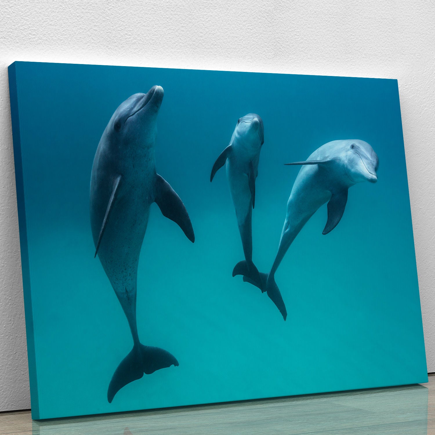 Bottlenose dolphins Canvas Print or Poster - 1x - 1