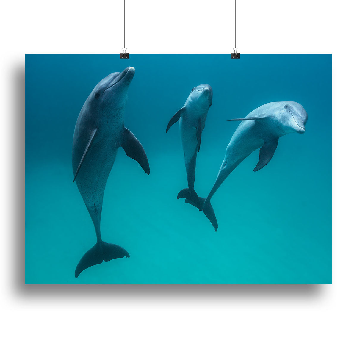 Bottlenose dolphins Canvas Print or Poster - 1x - 2